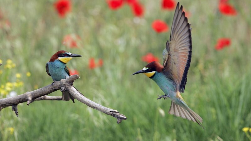 Two colorful birds in a field
