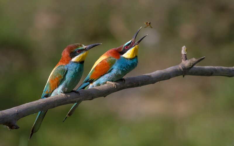 Two colorful birds on a branch