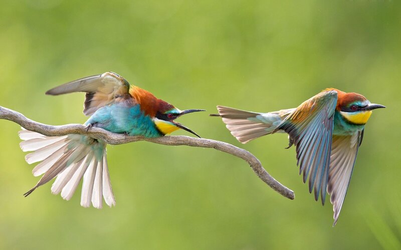 Two colorful birds on a branch