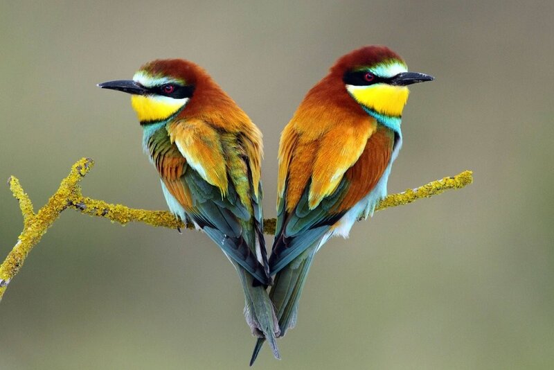 Two colorful birds on a branch