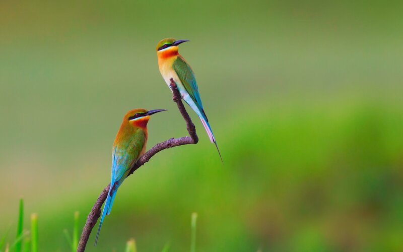 Two colorful birds on a branch