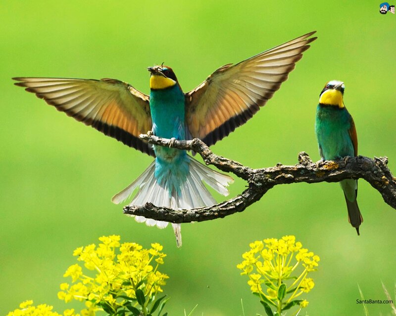 Two colorful birds on a branch