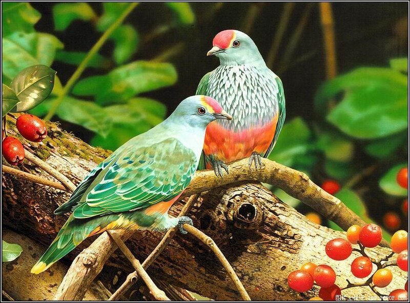 Two colorful birds on a branch