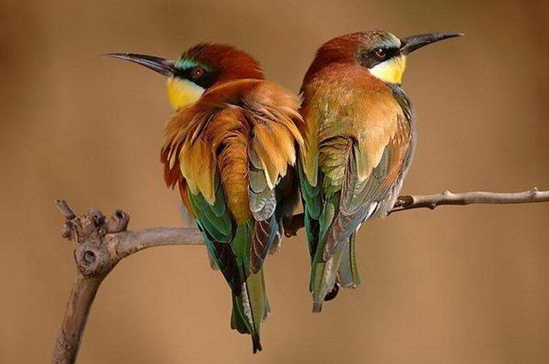 Two colorful birds on a branch
