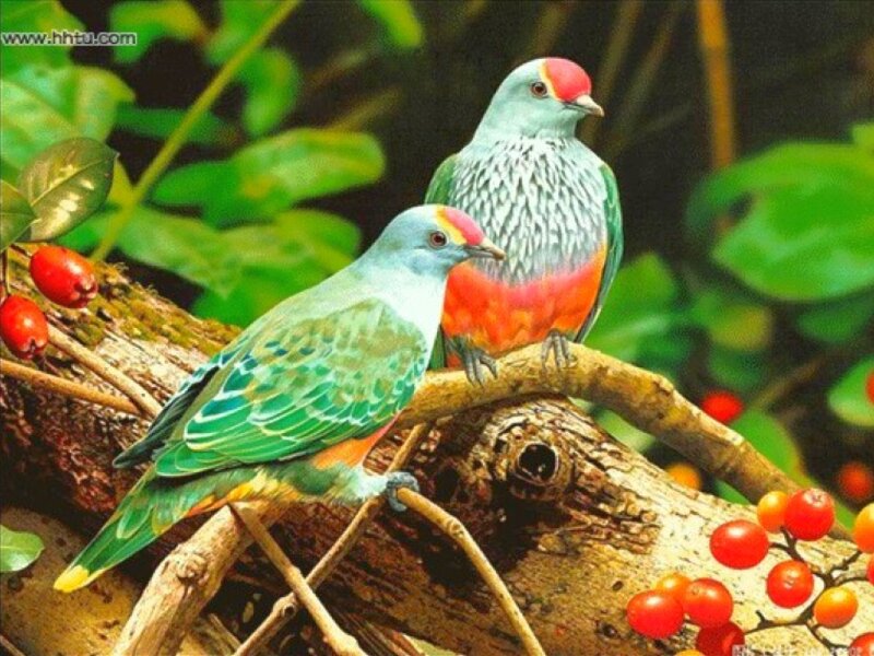 Two colorful birds on a branch