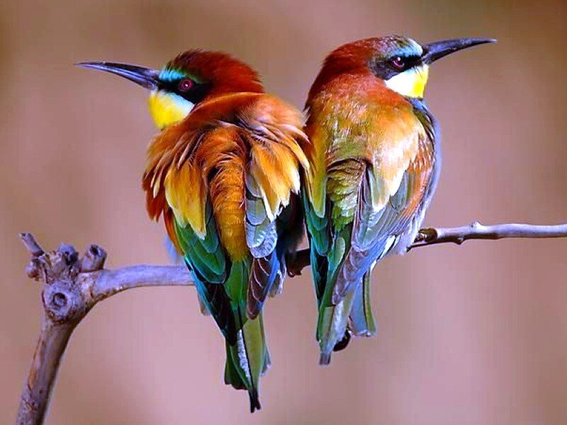 Two colorful birds on a branch