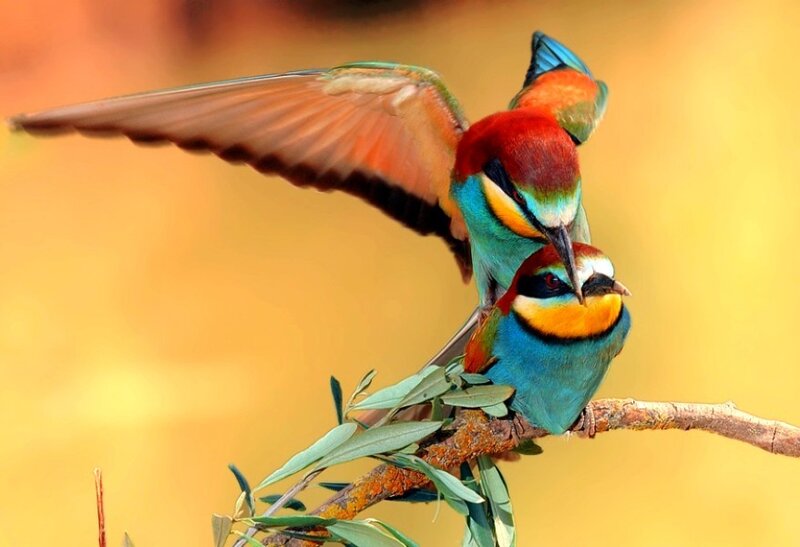 Two colorful birds on a branch