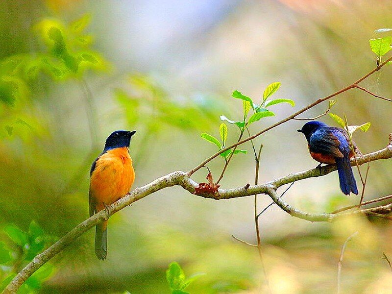 Two colorful birds on a branch
