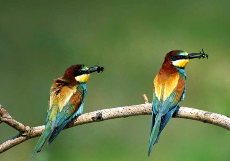 Two colorful birds on a branch