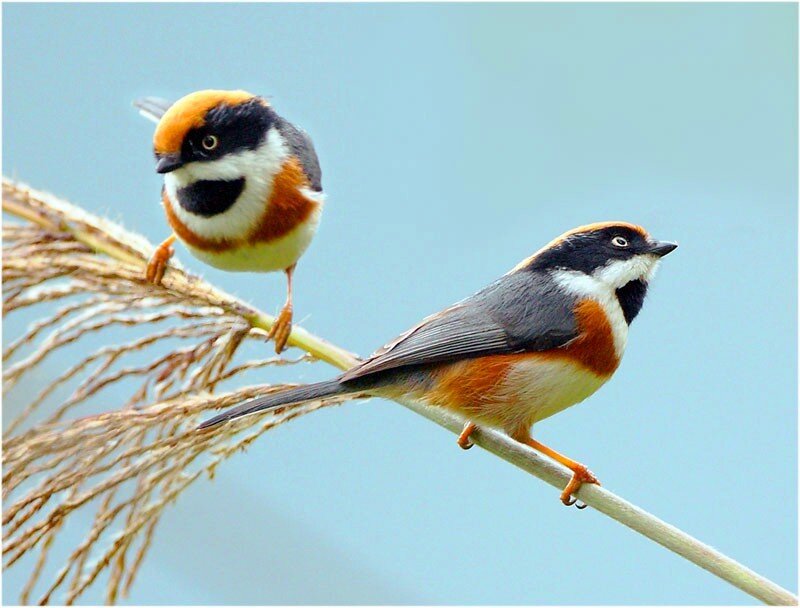 Two colorful birds on a branch