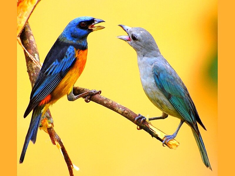 Two colorful birds on a branch