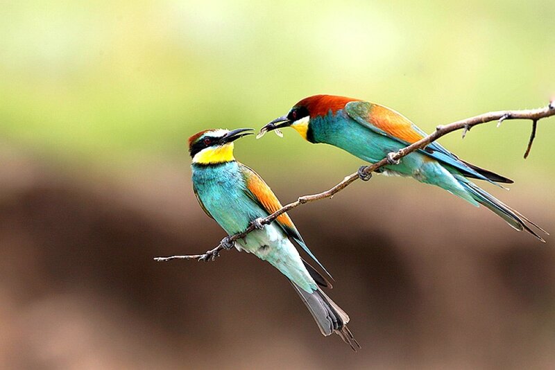 Two colorful birds on a branch