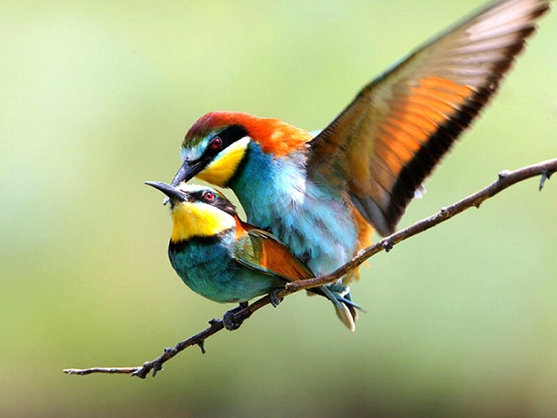 Two colorful birds on a branch