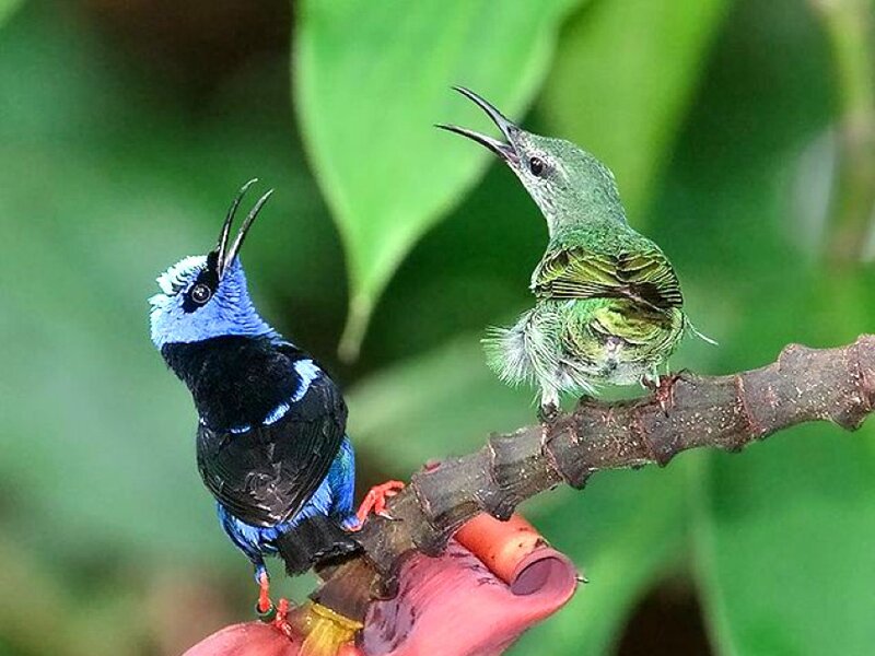 Two colorful birds on a branch