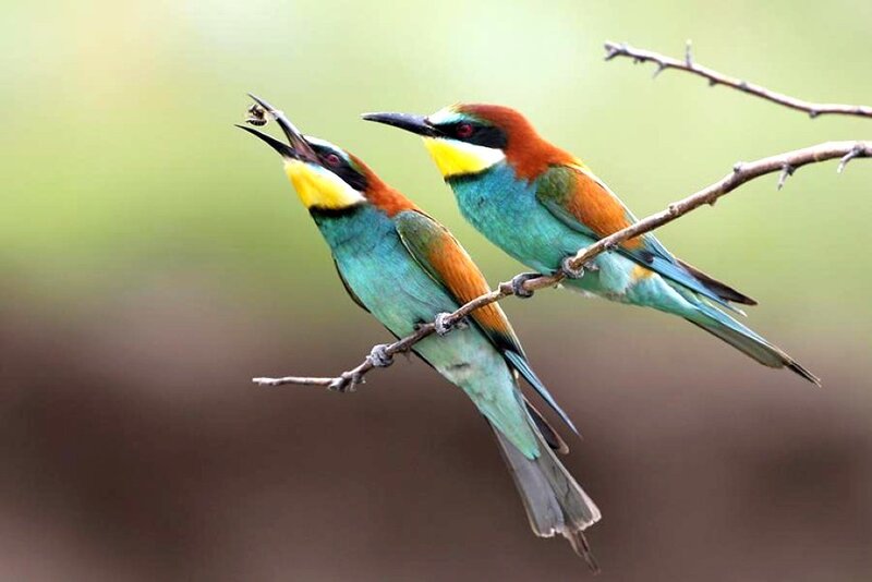Two colorful birds on a branch