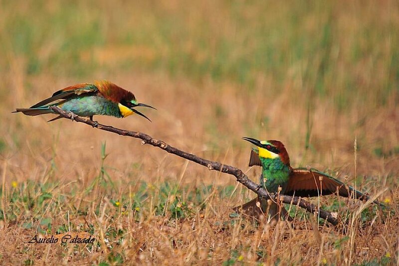 Two colorful birds on a branch