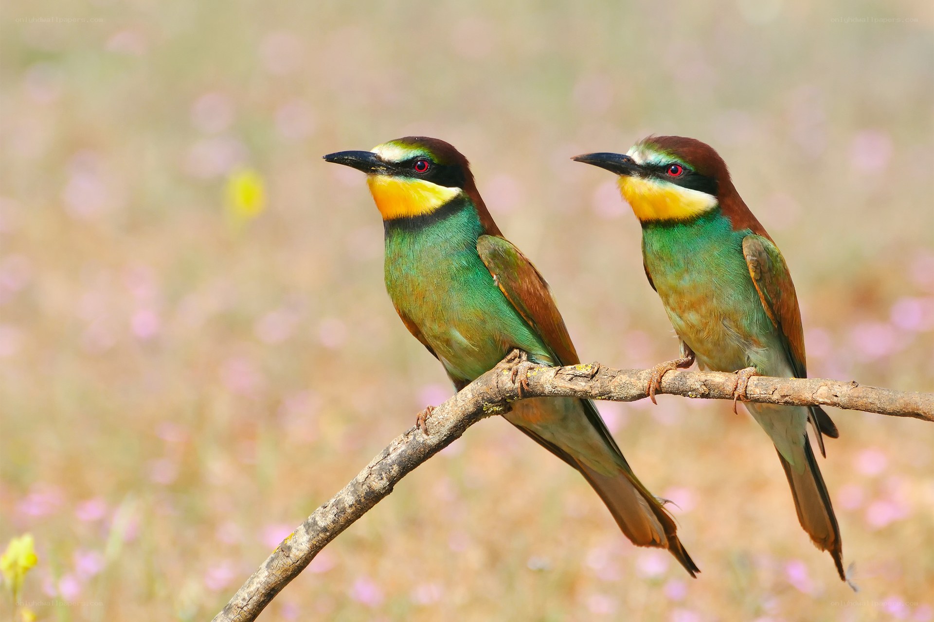 Two colorful birds on a branch