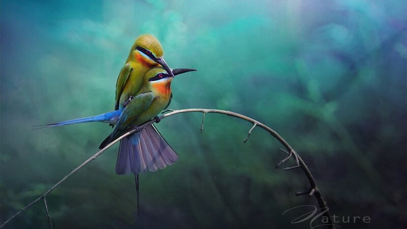 Two colorful birds on a branch
