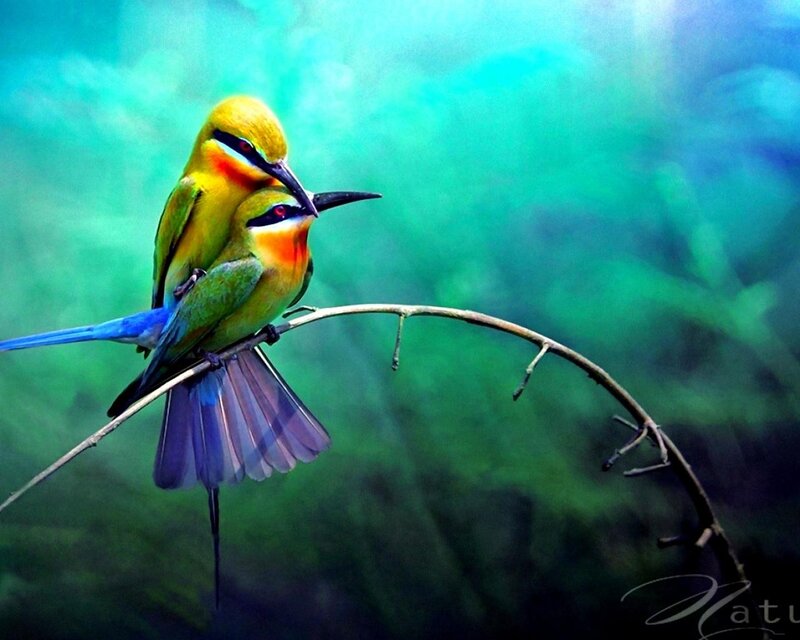 Two colorful birds on a branch