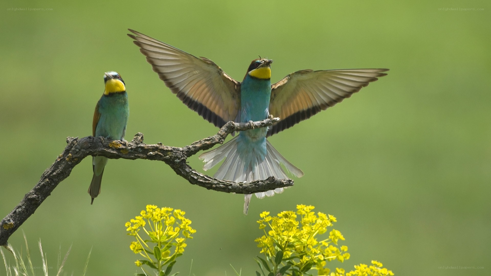 Two colorful birds on a branch