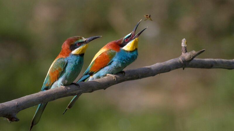 Two Colorful Birds on Branch — Blue
