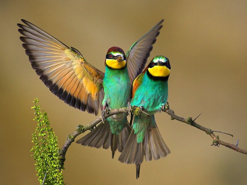 Two Colorful Birds on Branch — Green, Calm