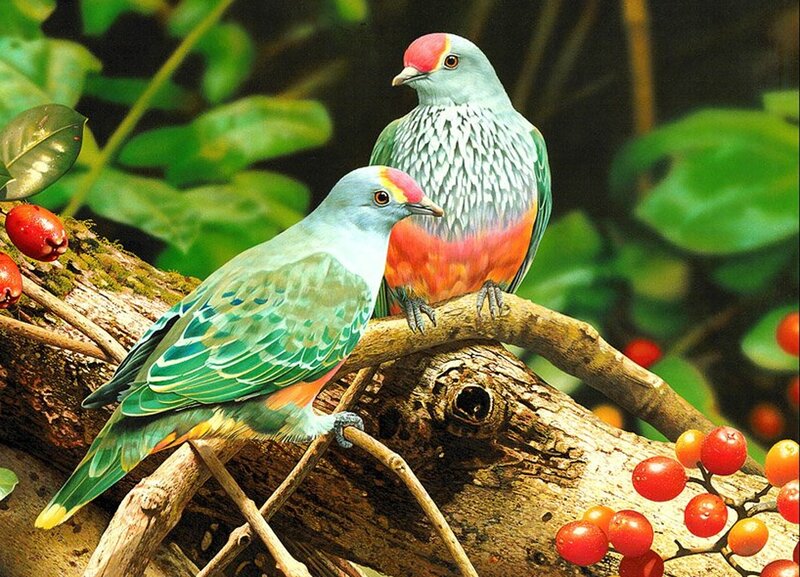 Two Colorful Birds on Branch — Green, Natural
