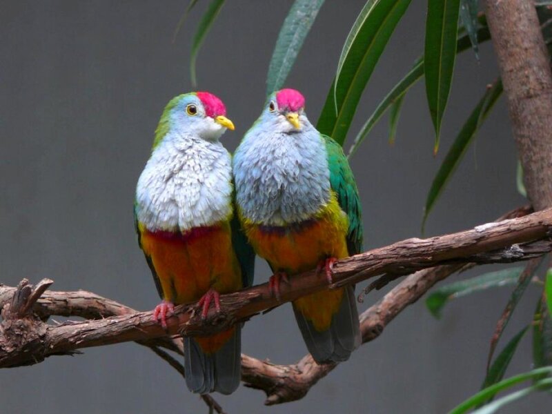 Two Colorful Birds on Branch