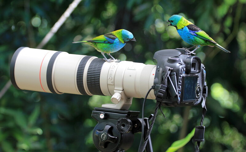 Two Colorful Birds on Camera