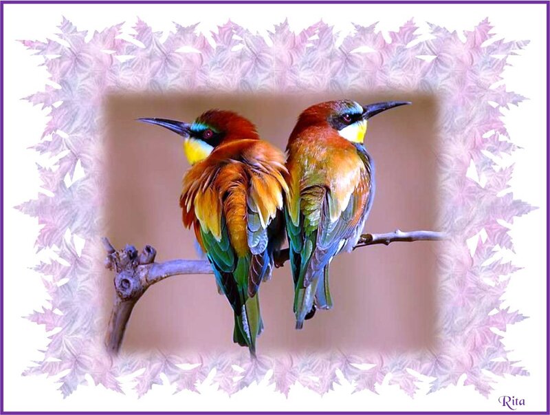 Two Colorful Birds — Orange