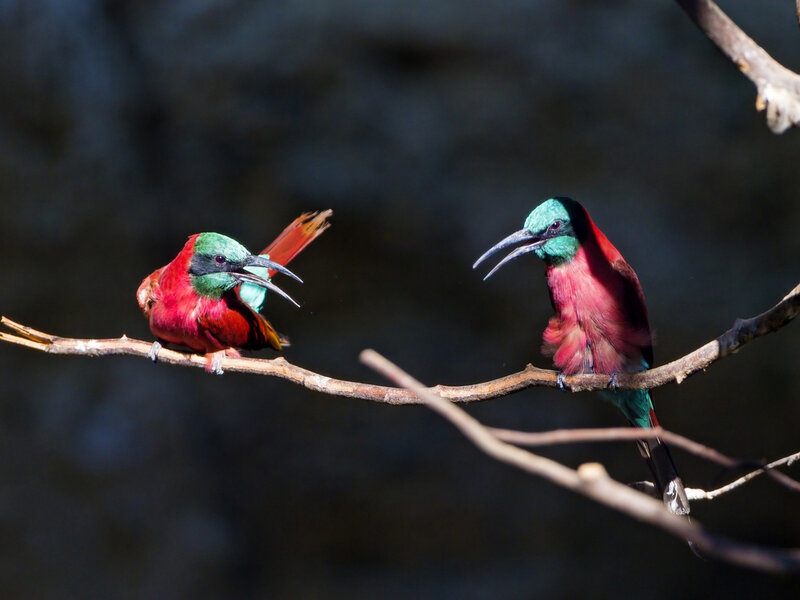 Two Colorful Birds — Red