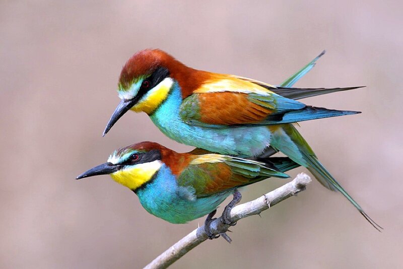Two Colorful Birds