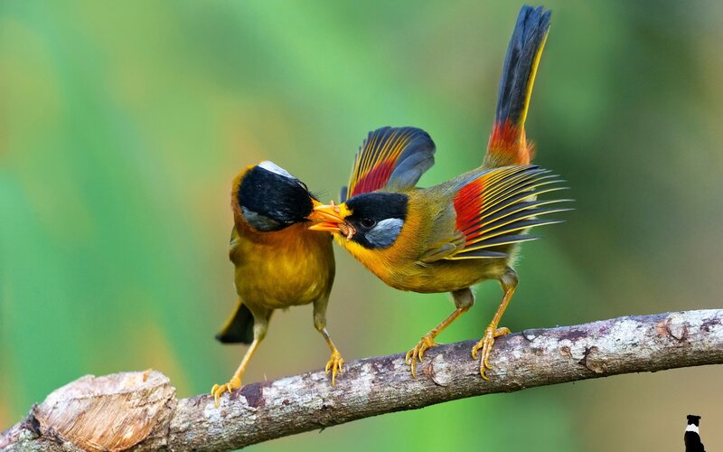 Two Colorful Birds — Yellow