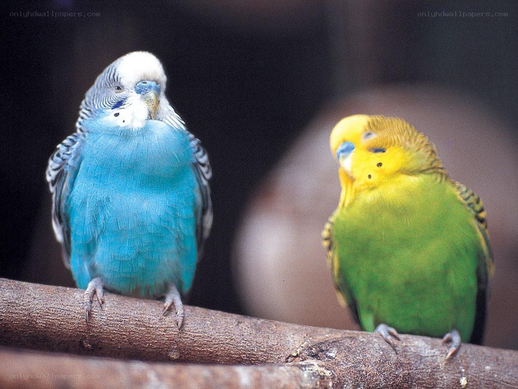 Two colorful budgerigars on a branch