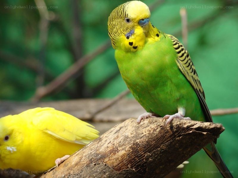 Two colorful budgerigars on a branch