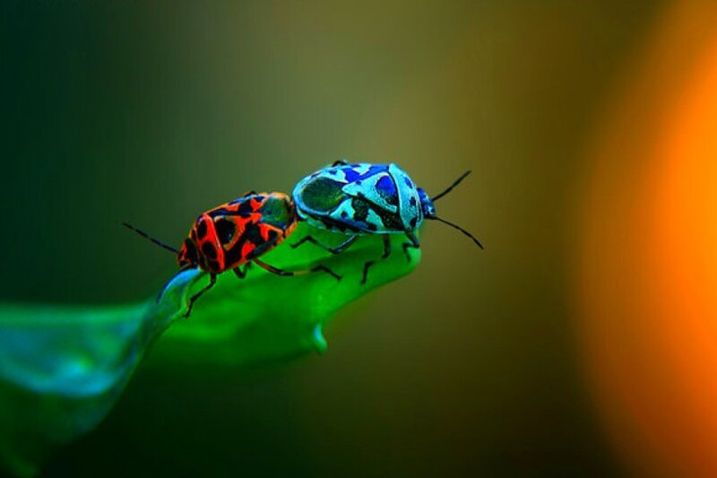 Two colorful bugs on a leaf