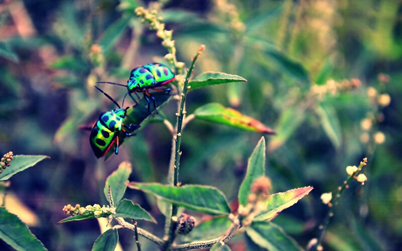 Two colorful bugs on a plant