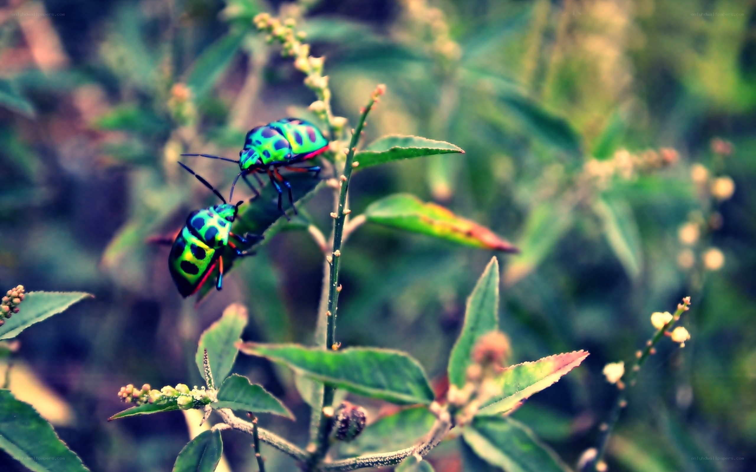 Two colorful bugs on a plant