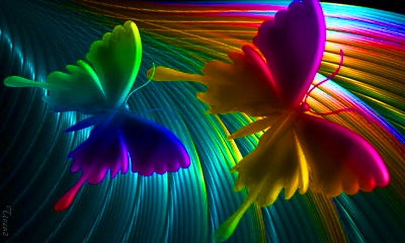 Two Colorful Butterflies