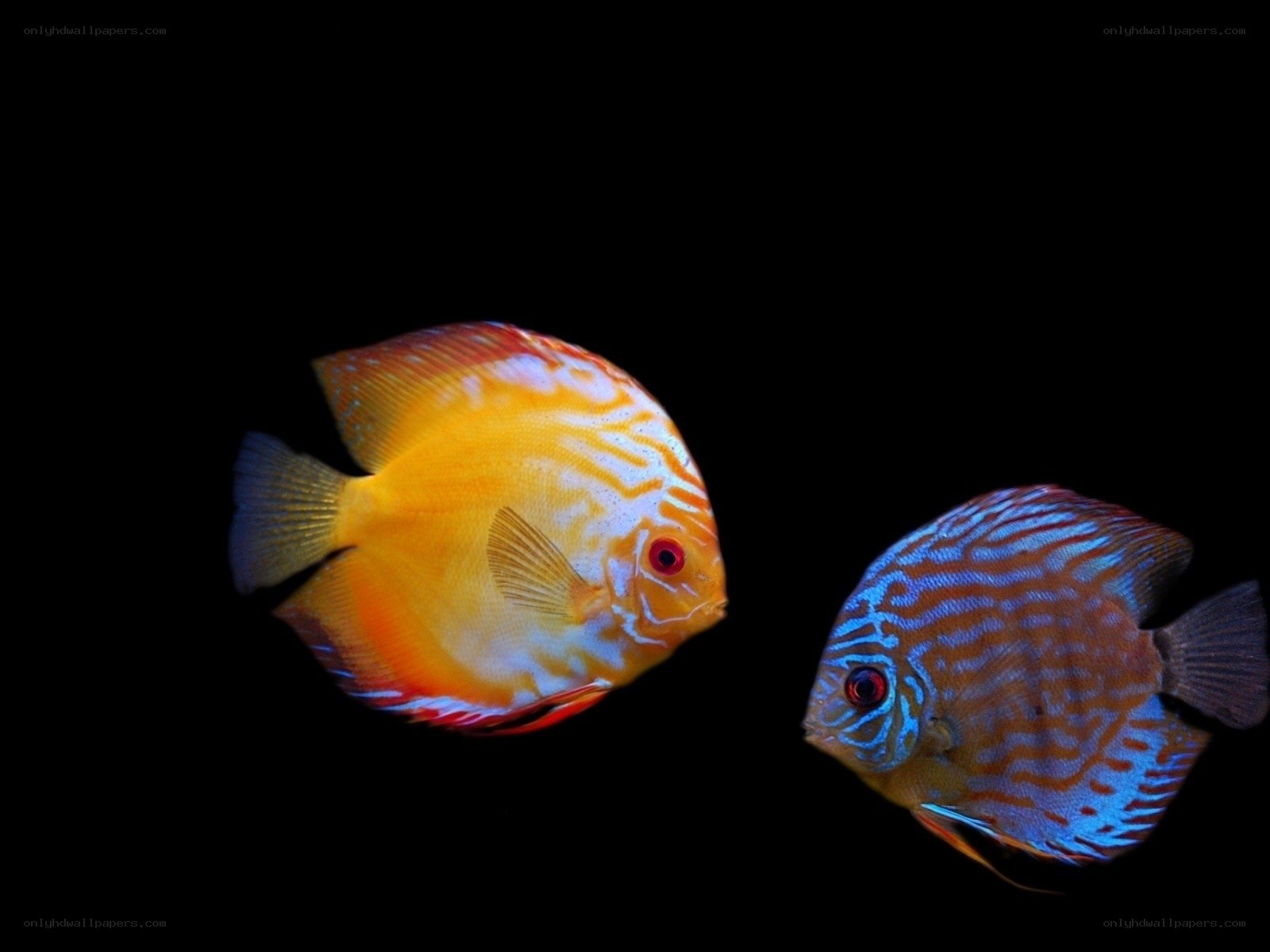 Two colorful discus fish