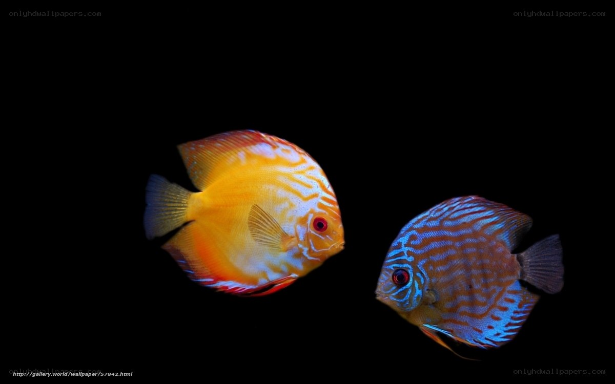 Two colorful discus fish