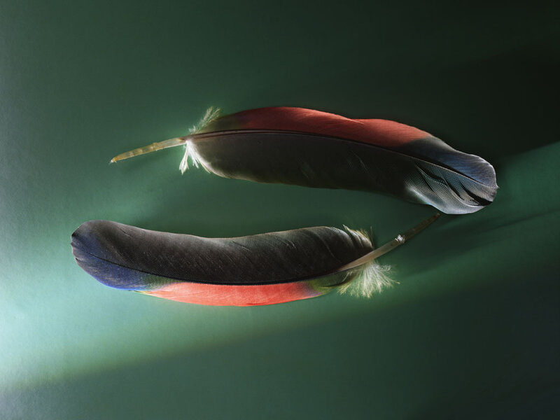 Two colorful feathers on green