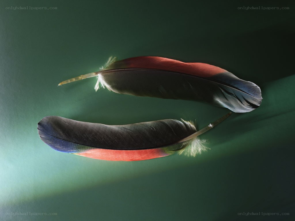 Two colorful feathers on green