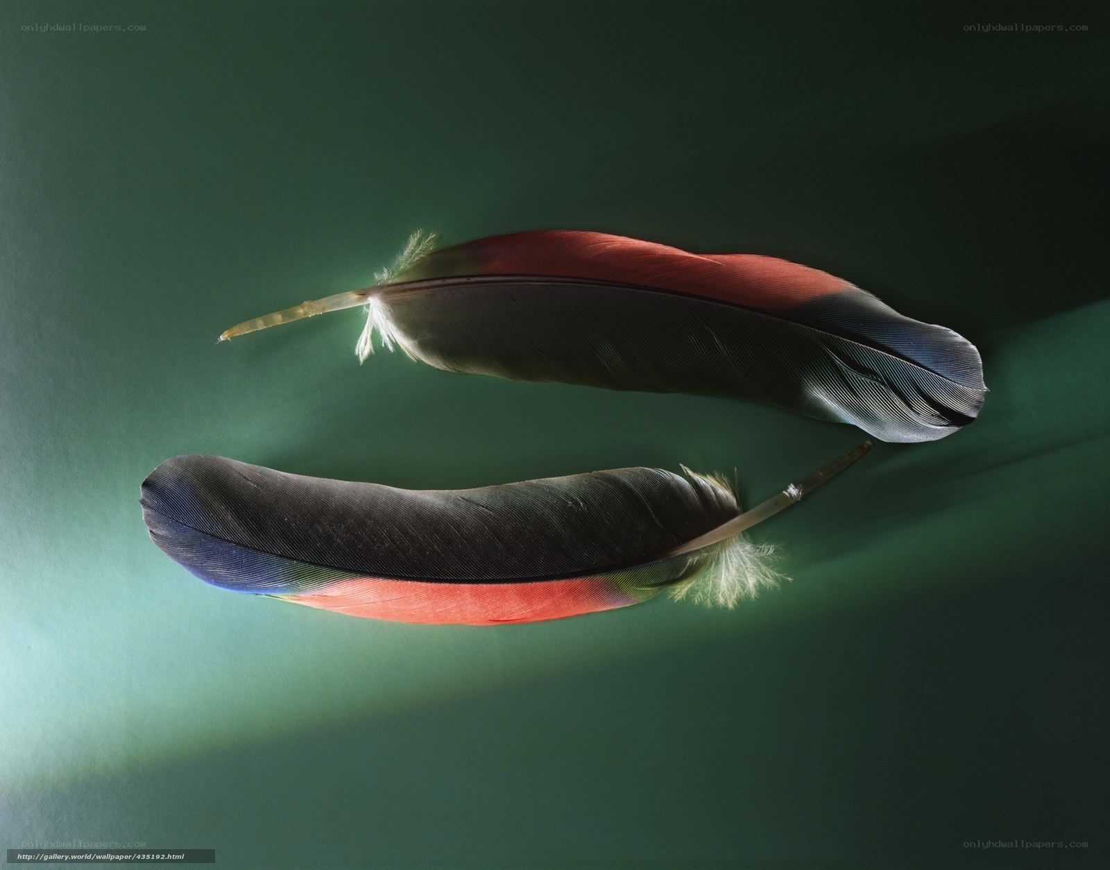 Two colorful feathers on green