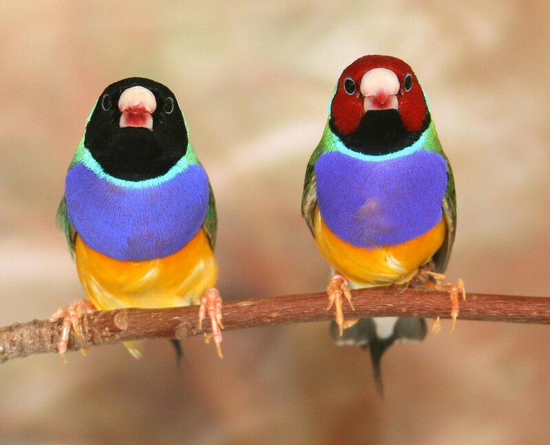 Two colorful finches on a branch