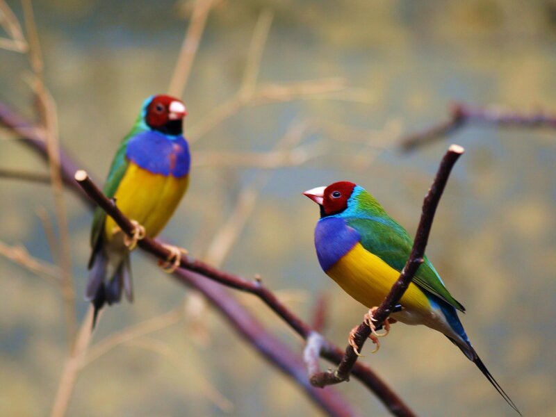Two colorful finches on a branch