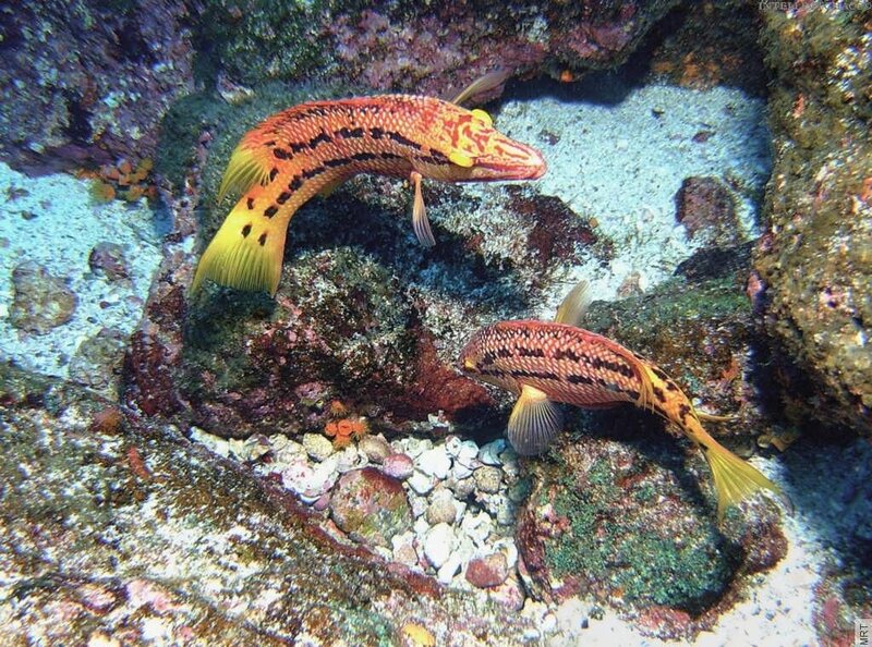 Two colorful fish on a reef