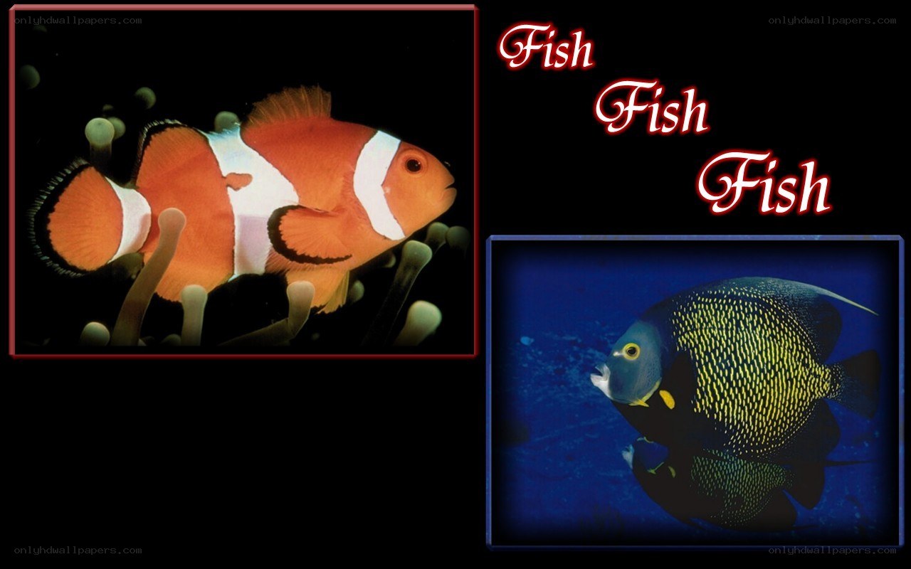 Two colorful fish species