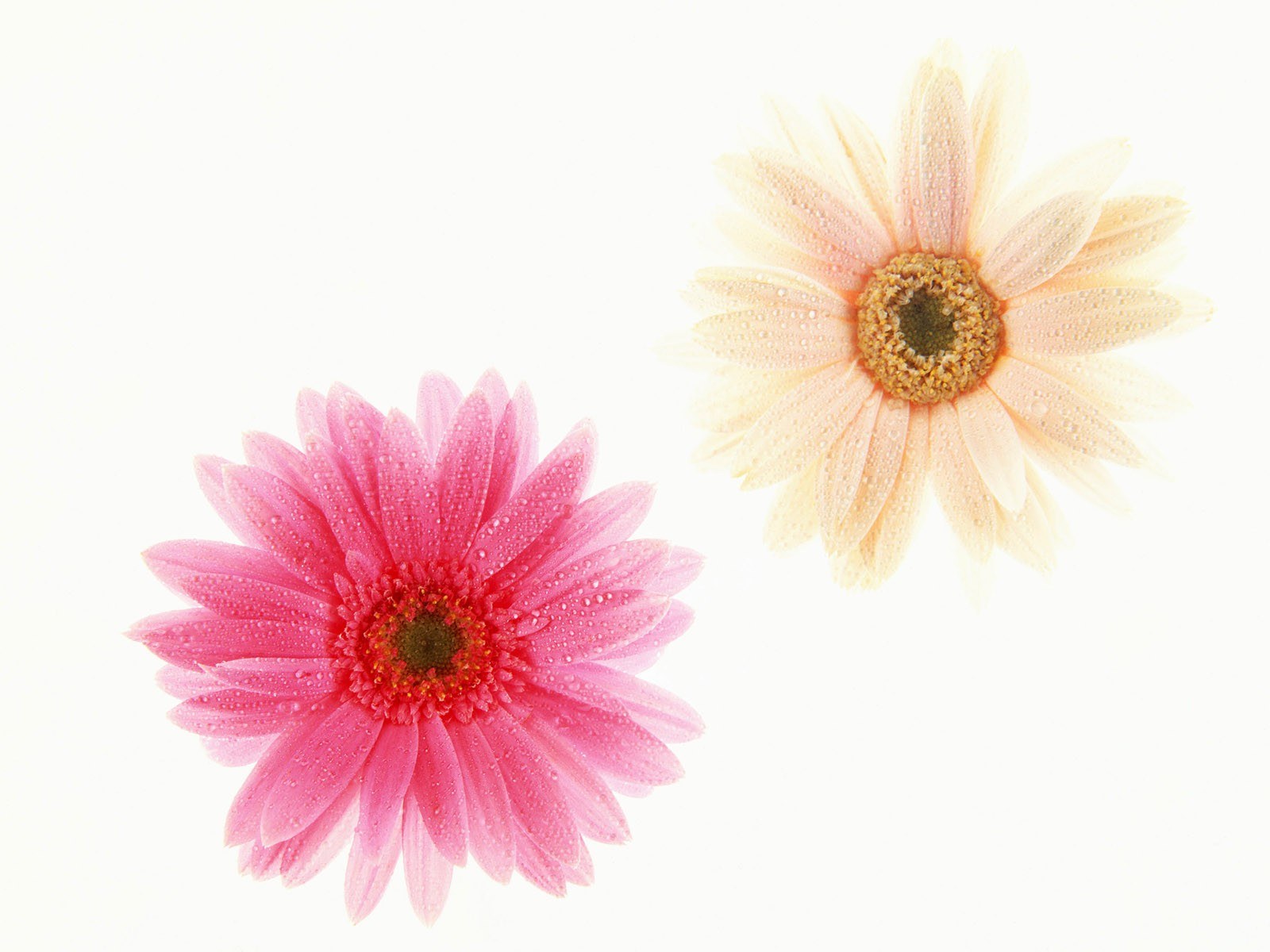 Two colorful gerbera daisies