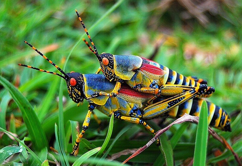 Two Colorful Grasshoppers